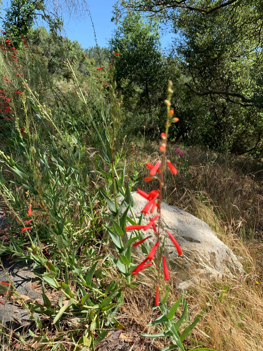 Penstemon eatonii, Eaton's Firecracker flower