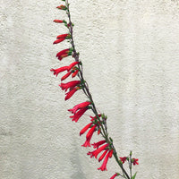 Penstemon eatonii, Eaton's Firecracker flower