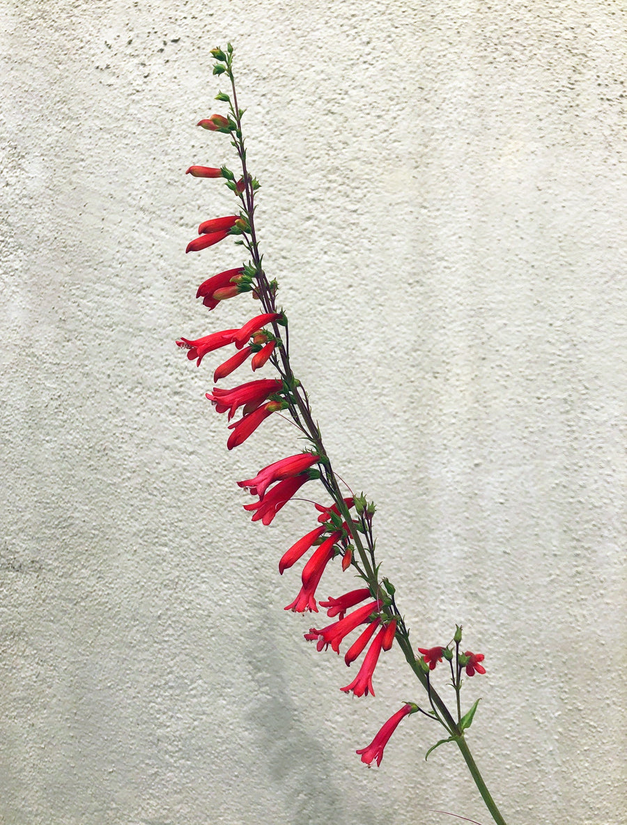 Penstemon eatonii, Eaton's Firecracker flower