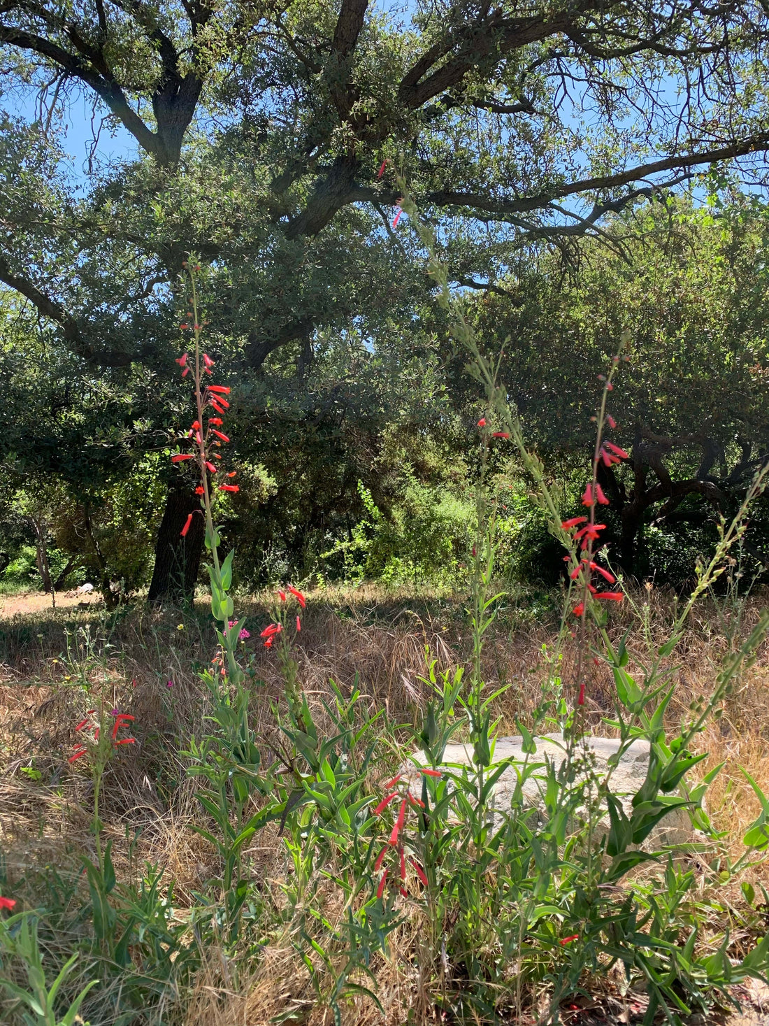 Penstemon eatonii, Eaton's Firecracker mature