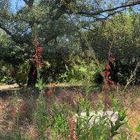 Penstemon eatonii, Eaton's Firecracker mature