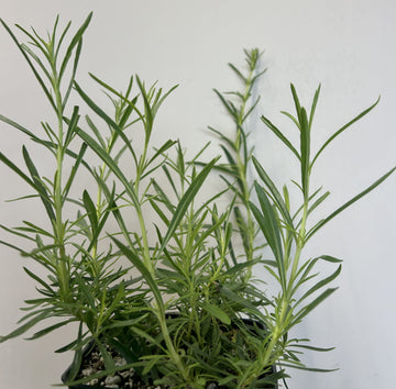 Penstemon heterophyllus 'GMR' White Foliage