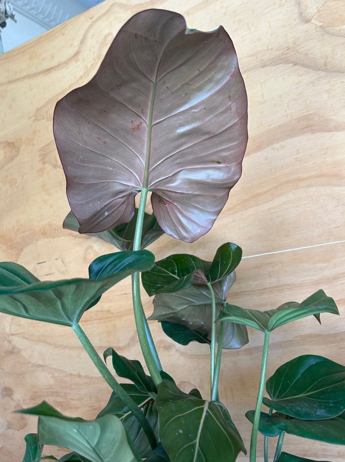 Philodendron Summer Glory foliage