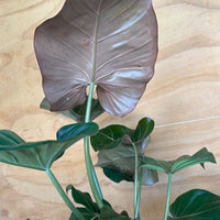 Philodendron Summer Glory foliage