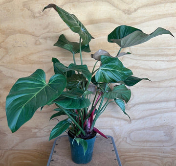 Philodendron Summer Glory