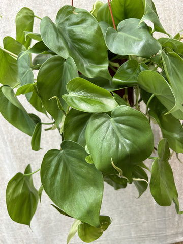 Philodendron cordatum Brasil foliage