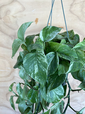 Pothos Marble Queen