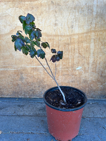 Rhus aromatica, Fragrant Sumac