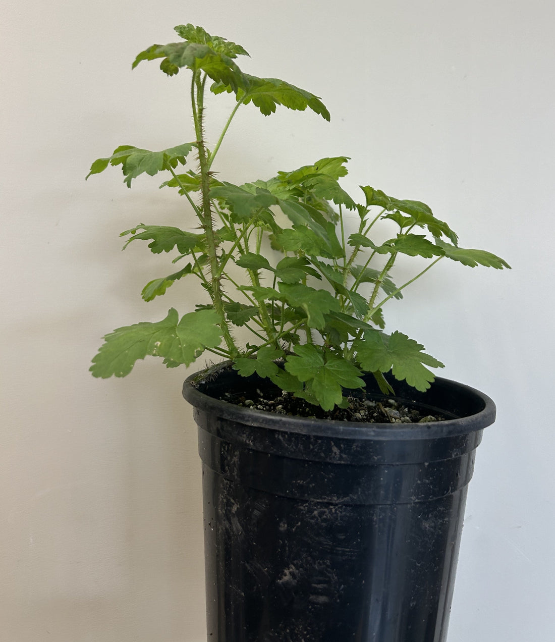 gooseberry plants in pots Ribes divaricatum, Spreading Gooseberry