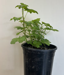 Ribes divaricatum, Spreading Gooseberry