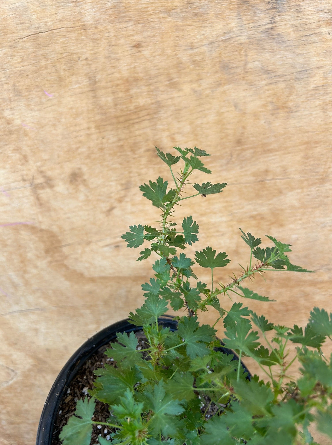 Ribes menziesii, Canyon Gooseberry foliage