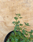 Ribes menziesii, Canyon Gooseberry foliage