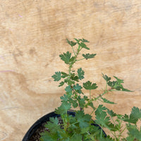 Ribes menziesii, Canyon Gooseberry foliage