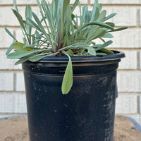 Salvia sonomensis, Creeping Sage