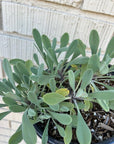 Salvia sonomensis, Creeping Sage foliage