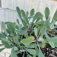 Salvia sonomensis, Creeping Sage foliage