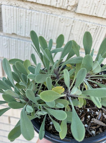 Salvia sonomensis, Creeping Sage foliage