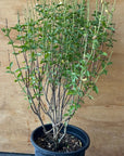 Salvia x jamensis 'Cienega de Oro'