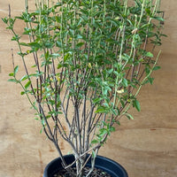 Salvia x jamensis 'Cienega de Oro'