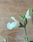 Salvia x jamensis 'Cienega de Oro' Flowers