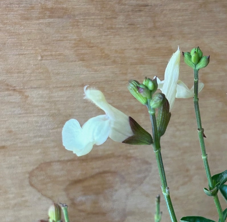 Salvia x jamensis 'Cienega de Oro' Flowers