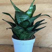 Sansevieria Hahnii Tiger Star 4"