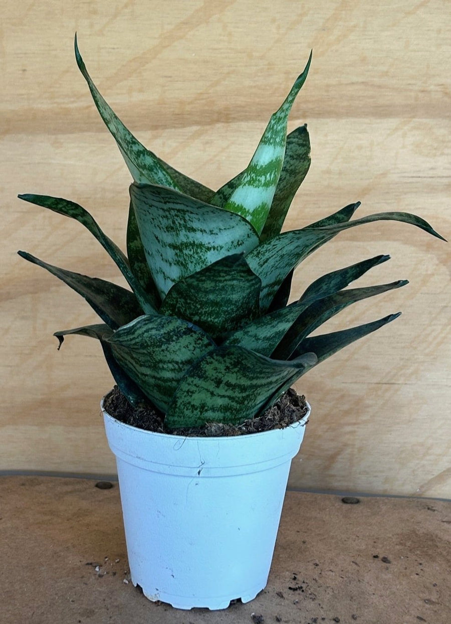 sansevieria gigante Sansevieria Hahnii Tiger Star