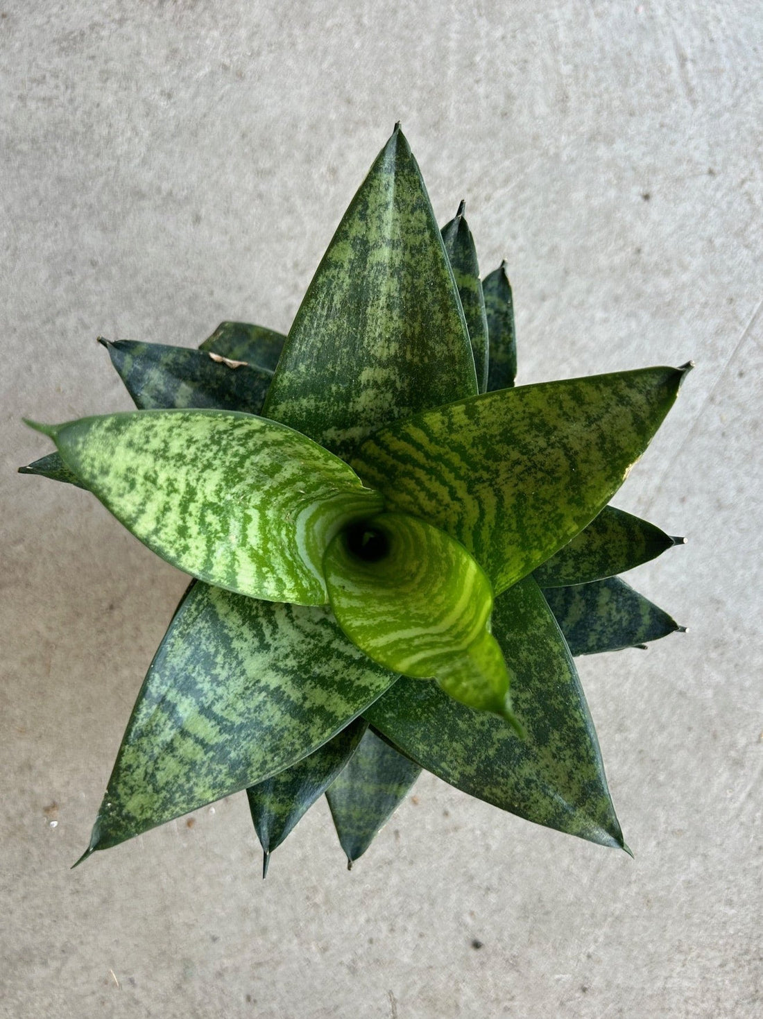 Sansevieria Hahnii Tiger Star