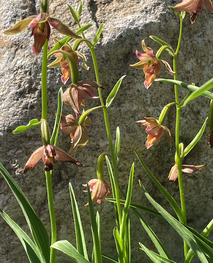 Epipactis gigantea, Stream orchid