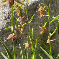 Epipactis gigantea, Stream orchid