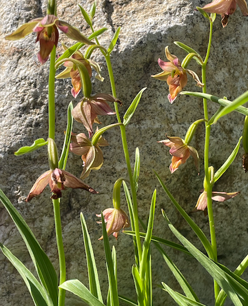 Epipactis gigantea, Stream orchid