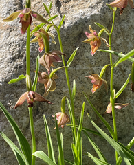 Epipactis gigantea, Stream orchid - 6" Pot