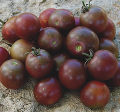 Organic Chocoalte Cherry Tomato - Please call shop for availability