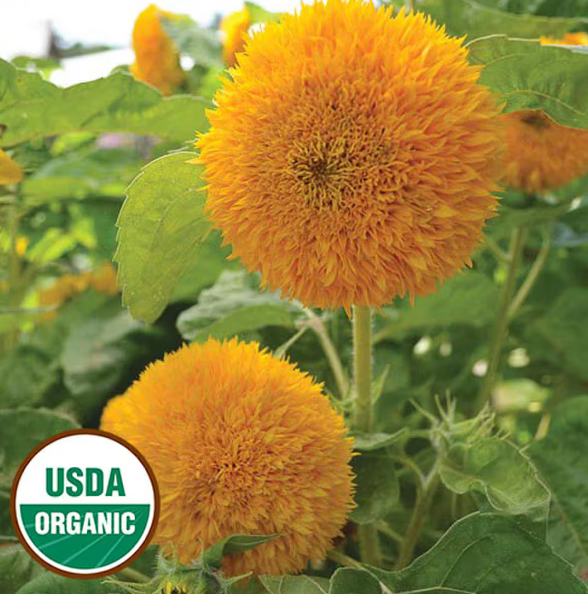 Organic Teddy Bear Sunflower