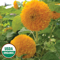 Organic Teddy Bear Sunflower