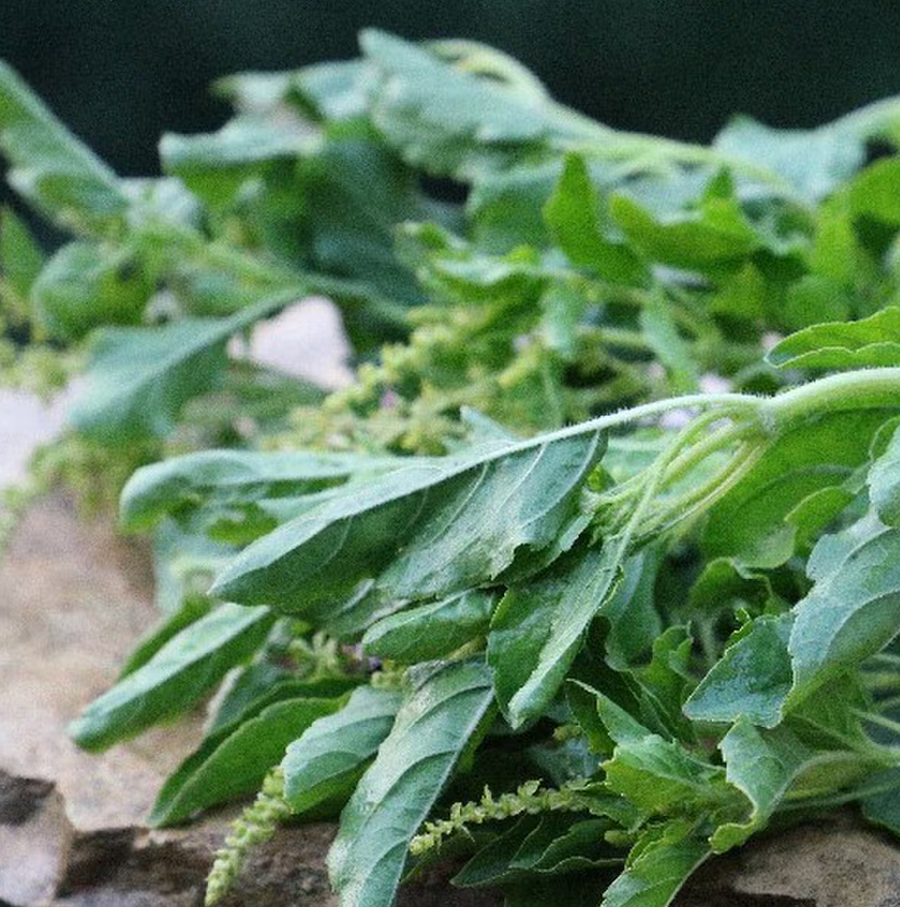 Green Tulsi, Holy Basil