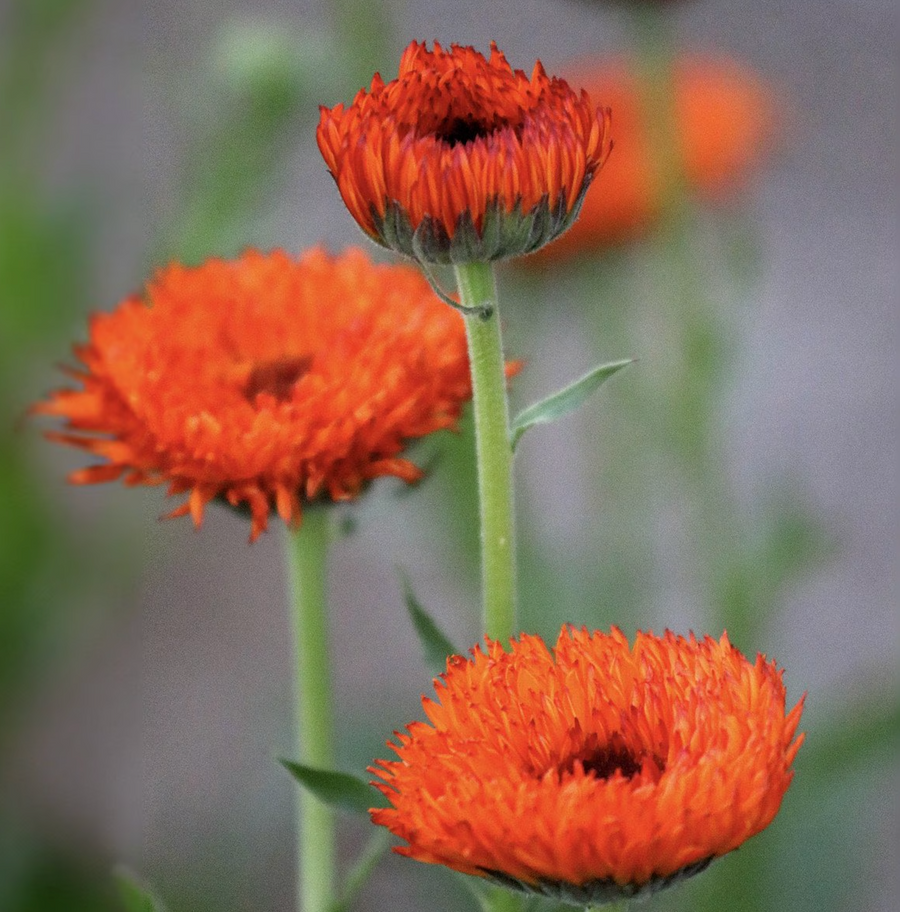 Neon Calendula