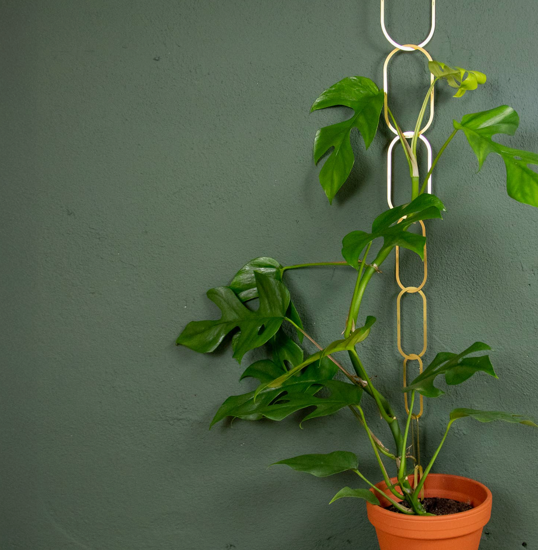 Plant Support - Gold Brass Chain for climbing plants
