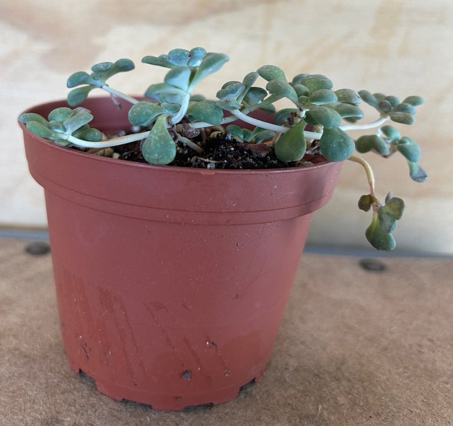 Sedum spathulifolium, Yellow Stonecrop 4"