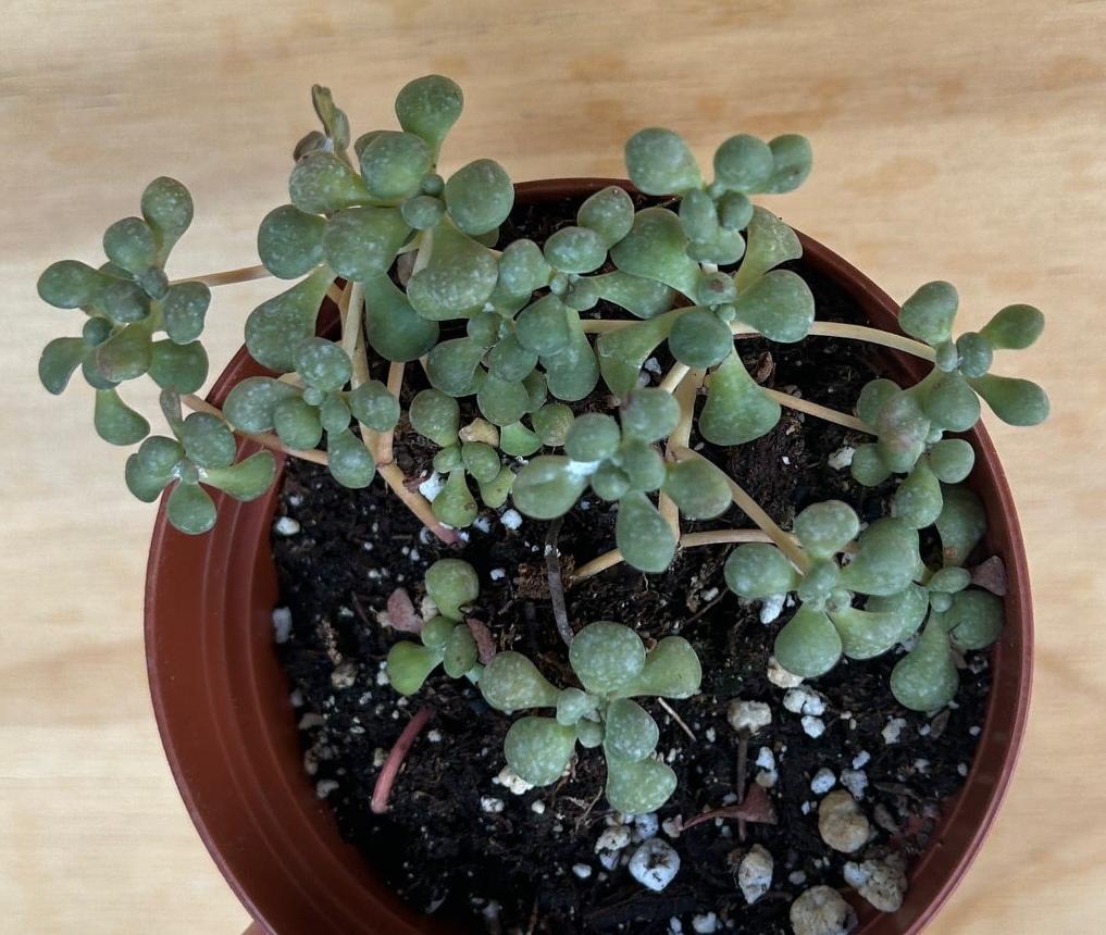 Sedum spathulifolium, Yellow Stonecrop