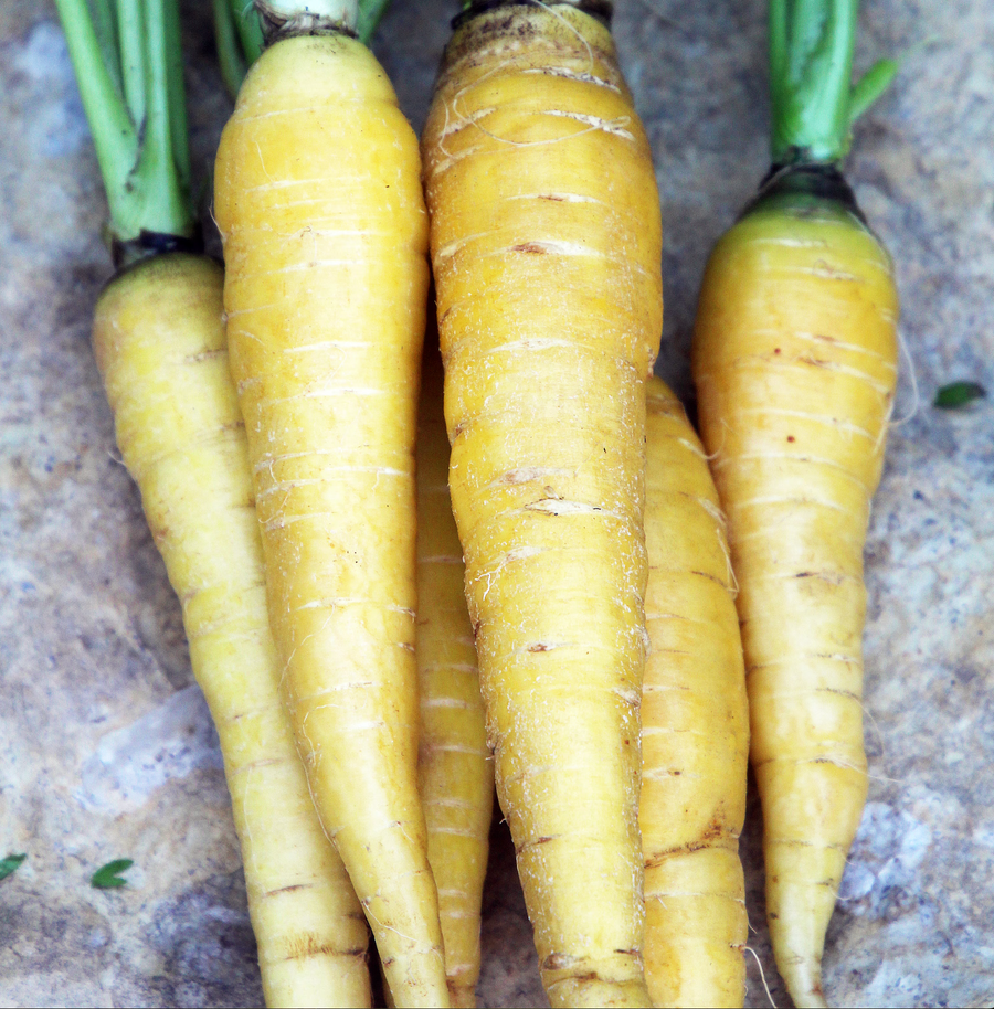 Solar Yellow Carrot