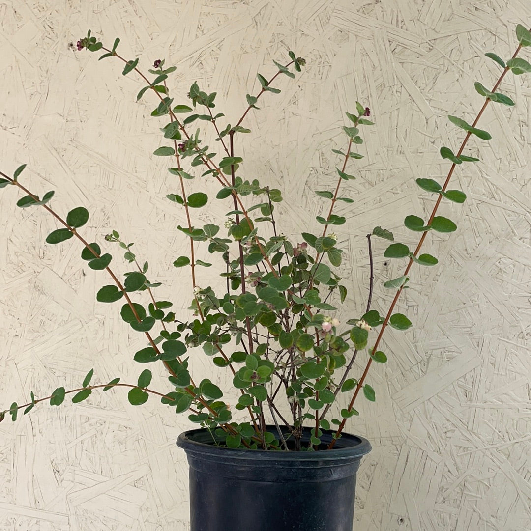 Symphoricarpos mollis, Creeping Snowberry 1 gallon