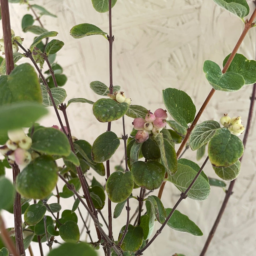 Symphoricarpos mollis, Creeping Snowberry foliage + berries