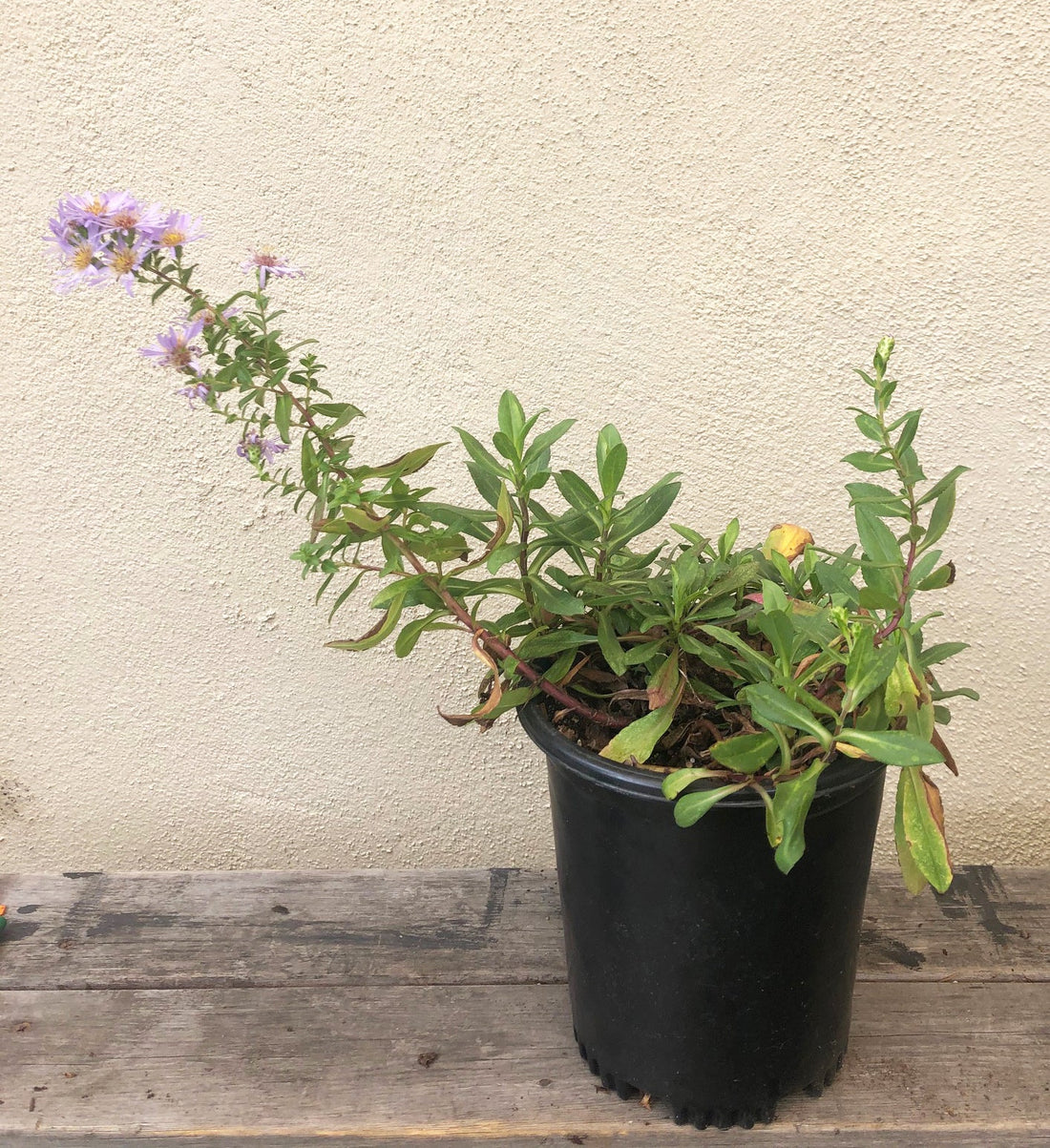 Symphyotrichum chilense 'Point St. George' 1 Gallon