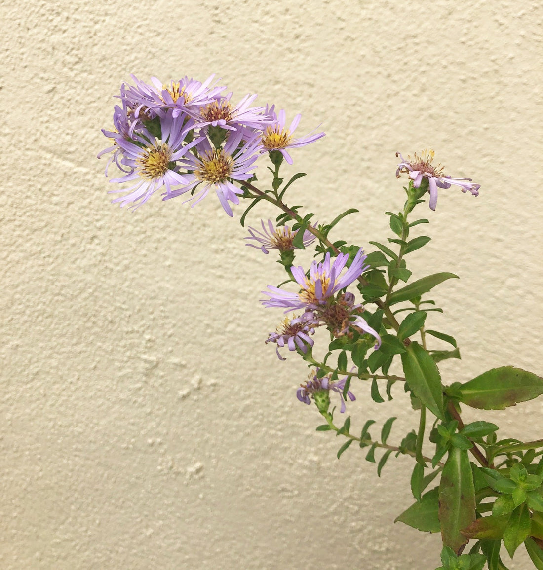 Symphyotrichum chilense 'Point St. George' Flower