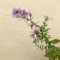 Symphyotrichum chilense 'Point St. George' Flower