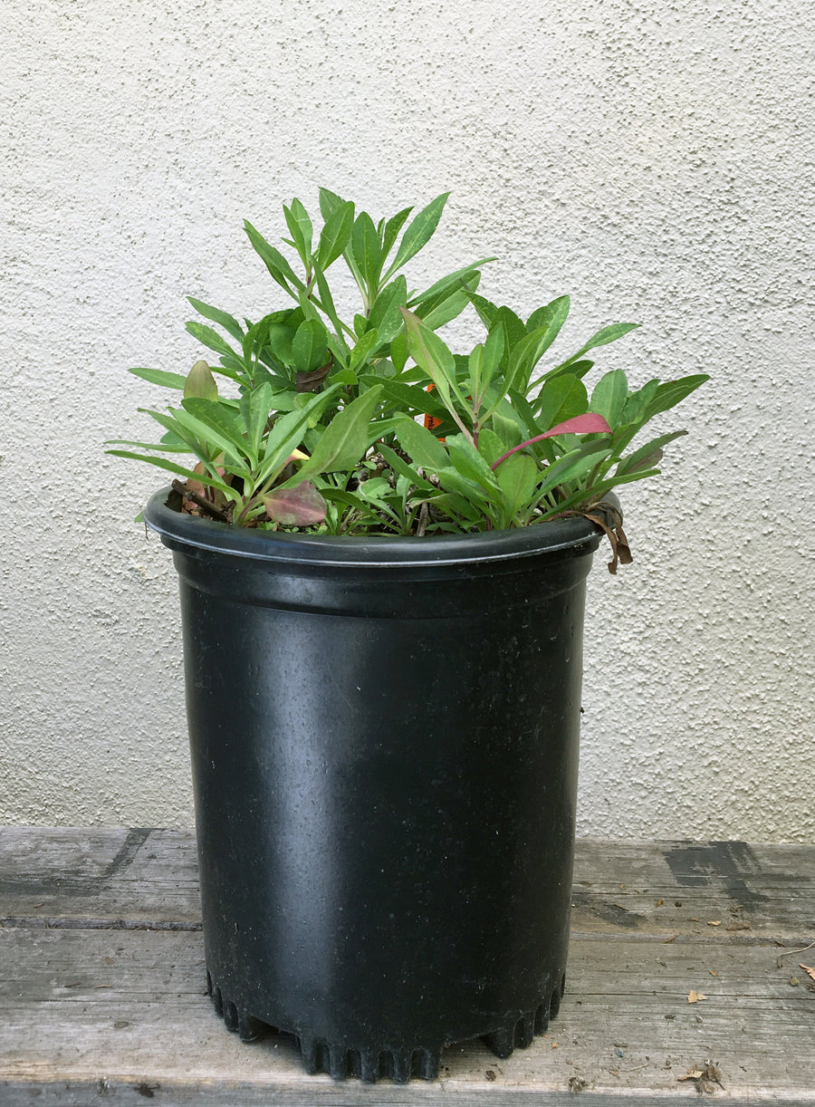 Symphyotrichum chilense 'Purple Haze', California aster 1 gallon