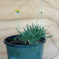 Tetraneuris acaulis, Stemless Four Nerve Daisy