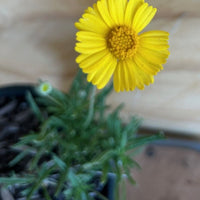 Tetraneuris acaulis, Stemless Four Nerve Daisy flower