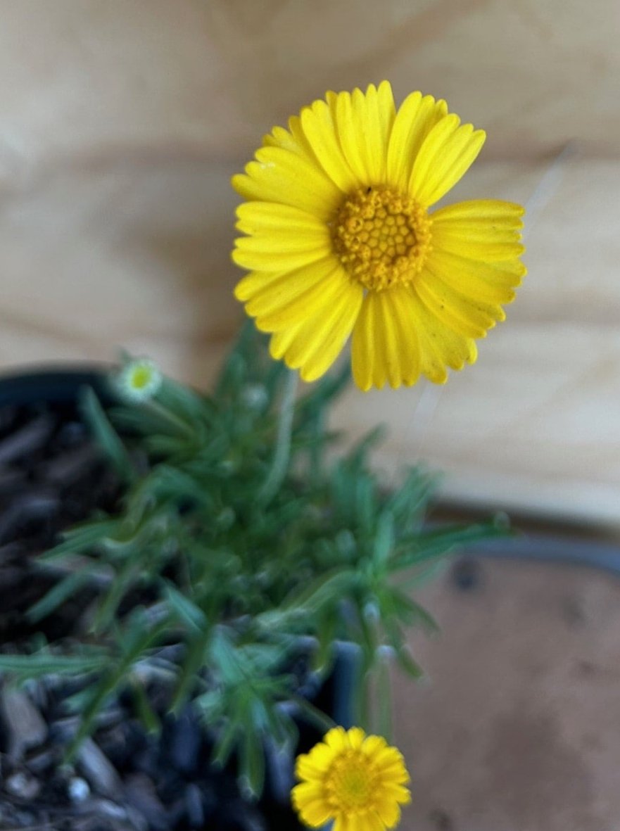 Tetraneuris acaulis, Stemless Four Nerve Daisy flower